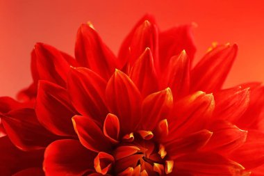 Güzel kırmızı yıldız çiçeği