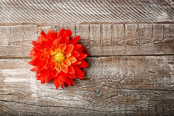 Bellissimo fiore di dalia rosso — Foto Stock
