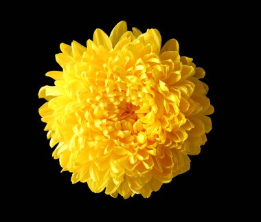 güzel sarı krizantem