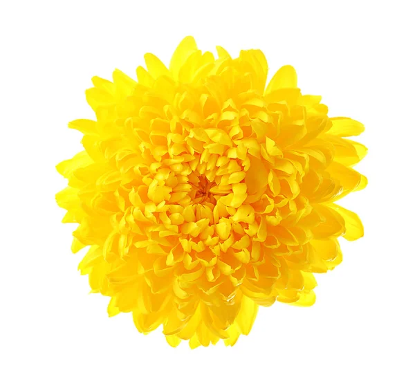 Beau chrysanthème jaune — Photo