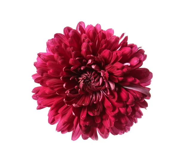 Beautiful purple chrysanthemum — Stock Photo, Image