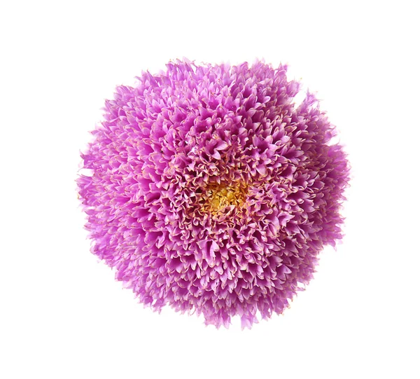 Belo crisântemo violeta — Fotografia de Stock