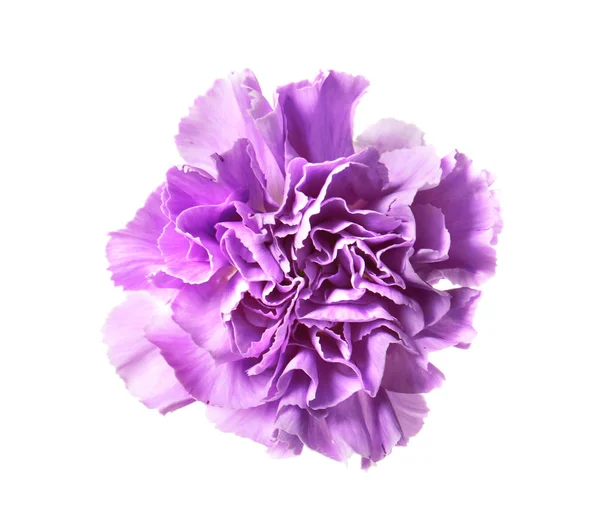 Belo cravo violeta — Fotografia de Stock