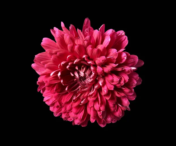 Güzel mor krizantem 