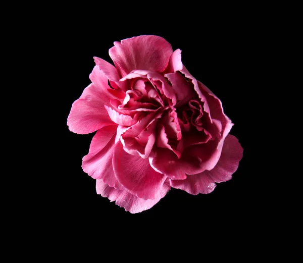 Beautiful pink carnation flower — Stock Photo, Image