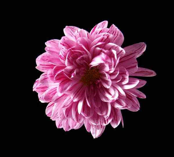 Vacker tusensköna blomma — Stockfoto
