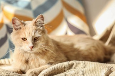 Şirin kedi üzerinde bej ekose yalan