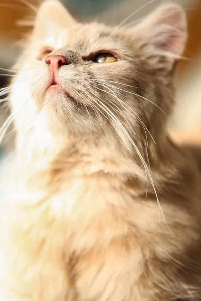 可爱的猫咪上模糊的彩色背景 — 图库照片