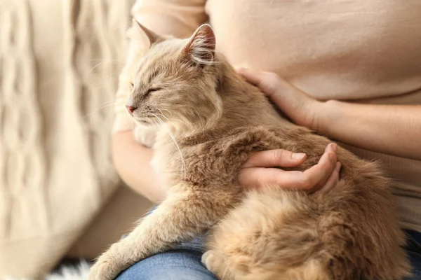 Söt katt med dess ägare — Stockfoto