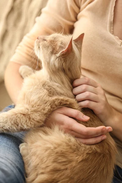 Симпатичная кошка со своим хозяином — стоковое фото