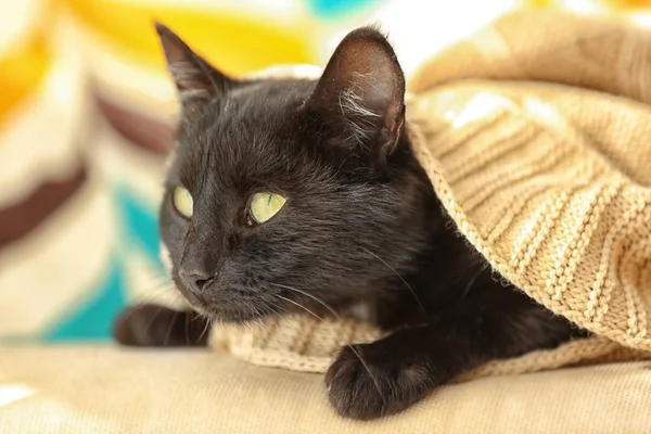 Чорний кіт лежить під бежевою плед — стокове фото