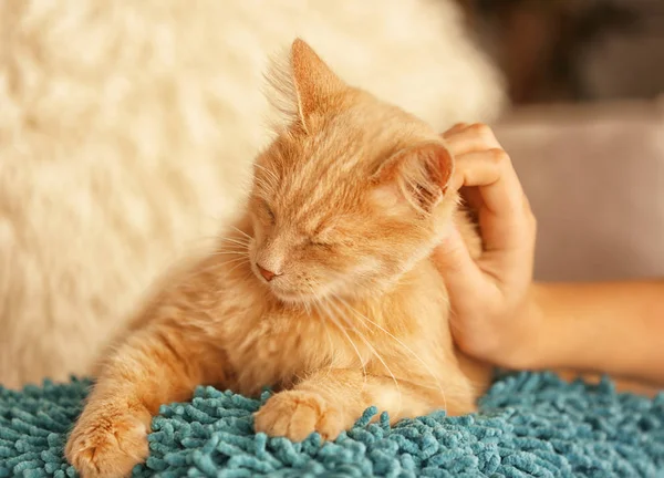 Женская рука гладит милую кошку — стоковое фото