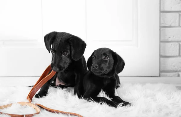 Lindos cachorros Labrador — Foto de Stock