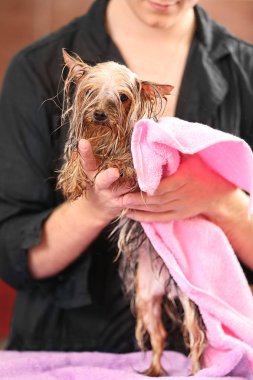 Köpek Kuaför Salonu havlu ile silme köpek