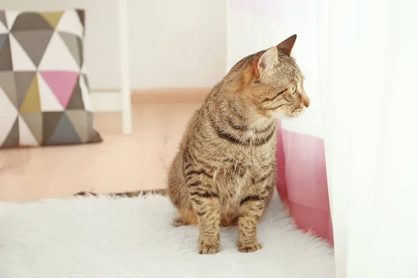 Tabby grey cat — Stock Photo, Image