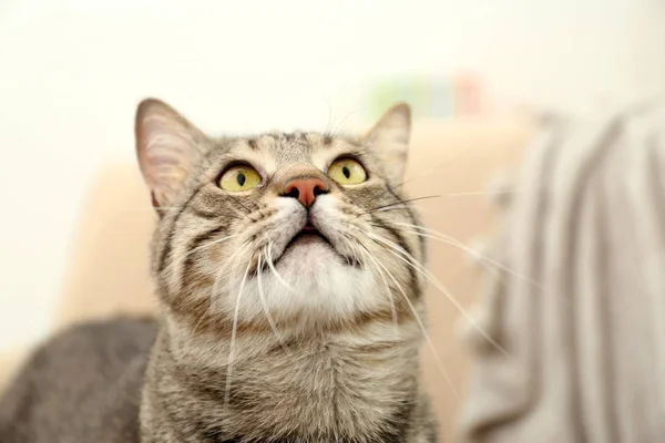 Grey tabby cat — Stock Photo, Image