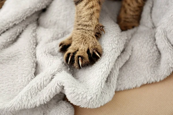 줄무늬 고양이 발 — 스톡 사진