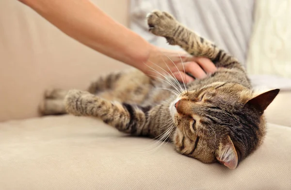 Manlig hand tjafsa grå katt — Stockfoto