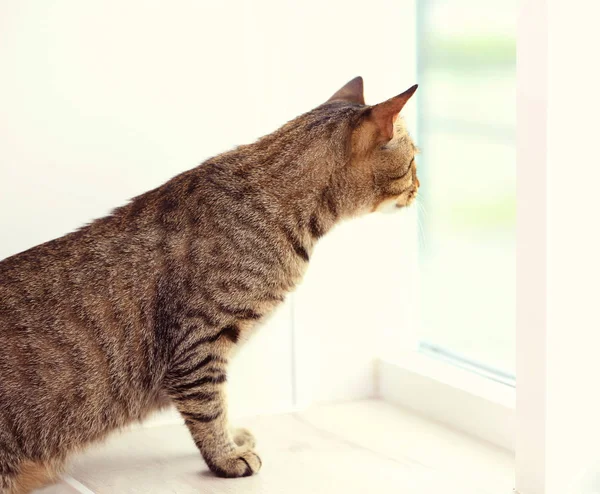 Nyfiken tabby katt — Stockfoto