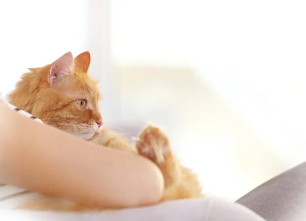 Chica con rojo esponjoso gato —  Fotos de Stock
