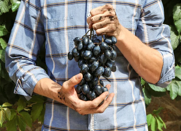 Farmers hands with bunch of grapes