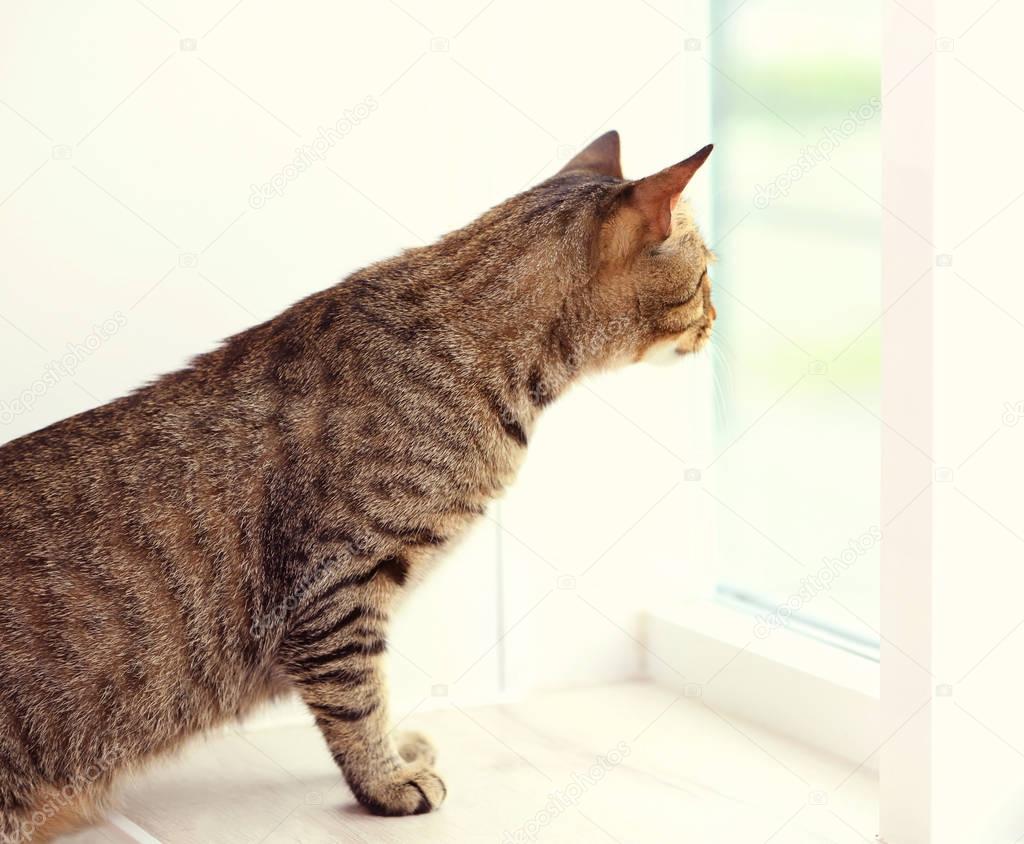 Meraklı tekir kedi — Stok Foto © belchonock 134790476