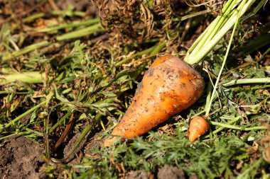 Alanında taze havuç