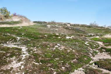 Yeşil yosun zeminde