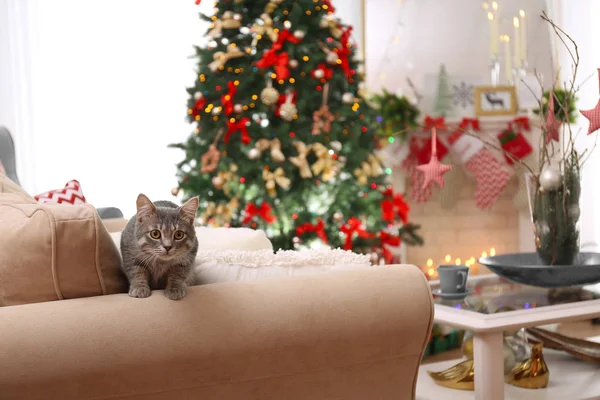 Tabby cat on sofa — Stock Photo, Image