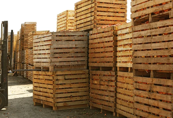 Dřevěné bedny s cibulí — Stock fotografie