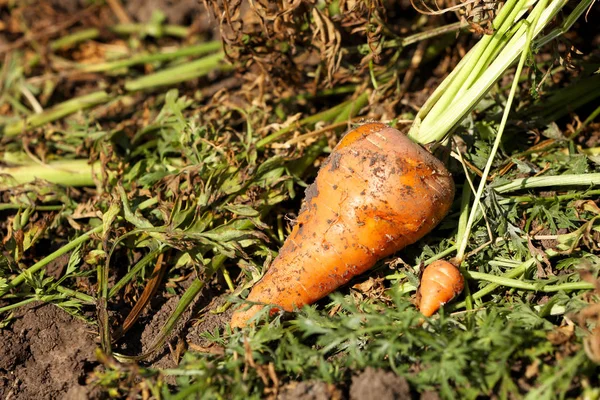 Alanında taze havuç