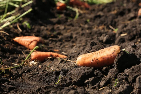 Свіжа морква в полі — стокове фото