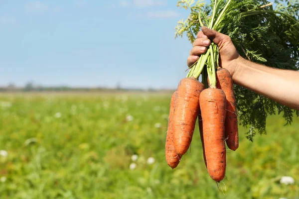 Hombre sosteniendo zanahorias — Foto de Stock