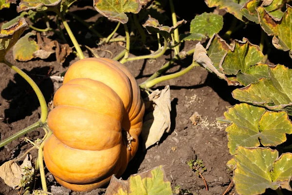 Fresh pumpkin in field — Stock Photo, Image