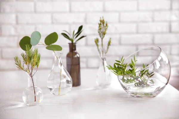 Rośliny w różnych szklane wazony — Zdjęcie stockowe