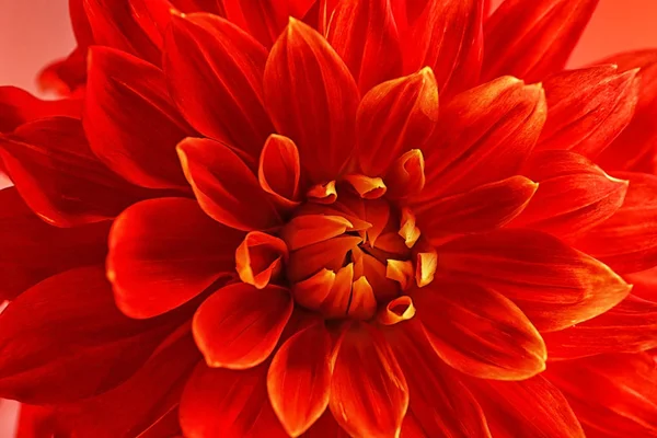 Beautiful red dahlia flower — Stock Photo, Image