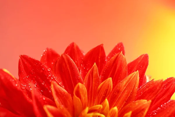 Bela flor dahlia vermelha — Fotografia de Stock