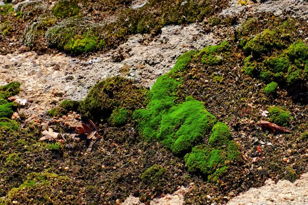 Groene mos op heuvels — Stockfoto
