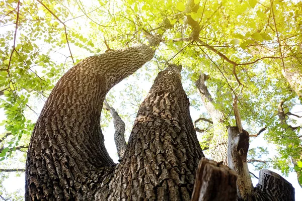 Eski büyük ağaç parkı — Stok fotoğraf