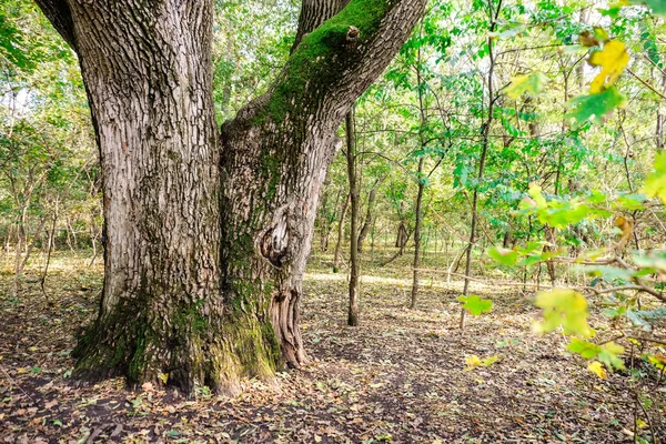 Eski büyük ağaç parkı — Stok fotoğraf