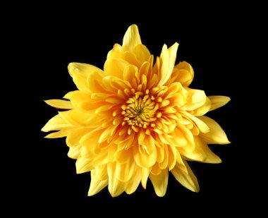 Yellow daisy flower  clipart