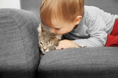 sevimli kedi closeup