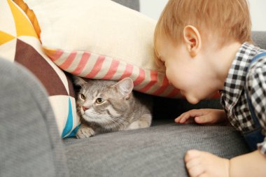 sevimli kedi closeup