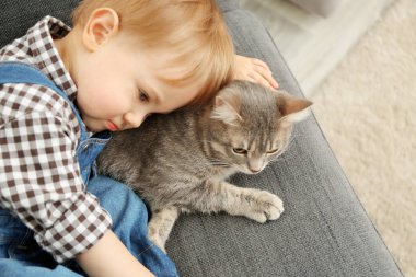 sevimli kedi closeup