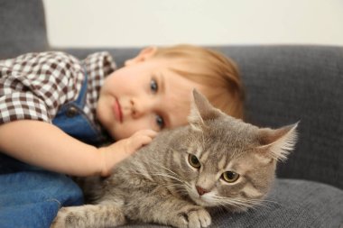 sevimli kedi closeup