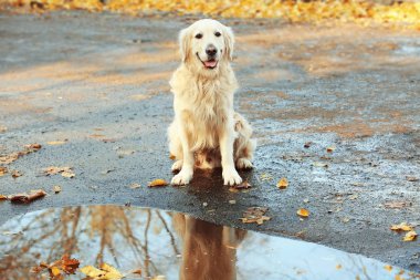 sonbahar Park Labrador geri almak