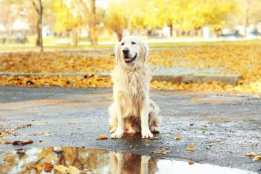 sonbahar Park Labrador geri almak