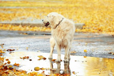 sonbahar Park Labrador geri almak