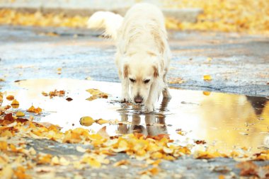 sonbahar Park Labrador geri almak