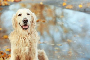 sonbahar Park Labrador geri almak
